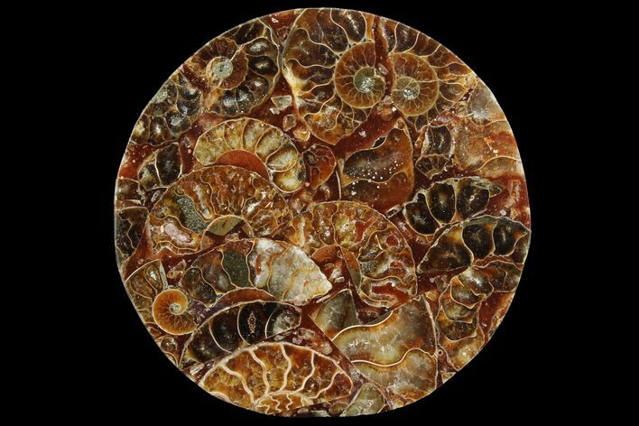 Composite Plate Of Agatized Ammonite Fossils #107208